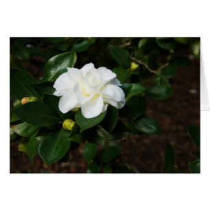 White Camellia