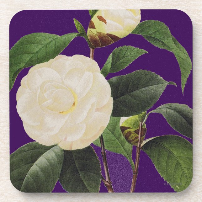 White Camellia, 1833 Coaster (Front)