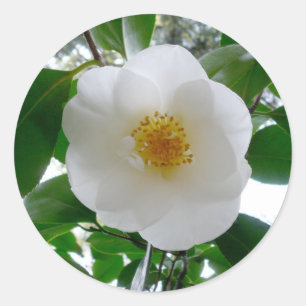 White Camellia Classic Round Sticker
