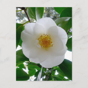 White Camellia Postcard