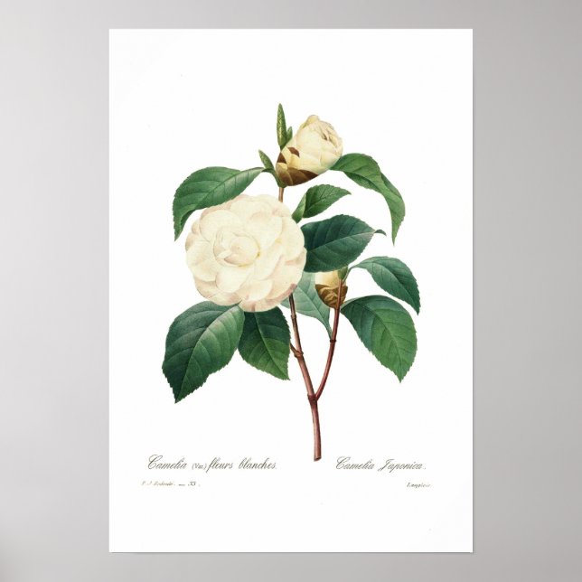 White camellia poster (Front)