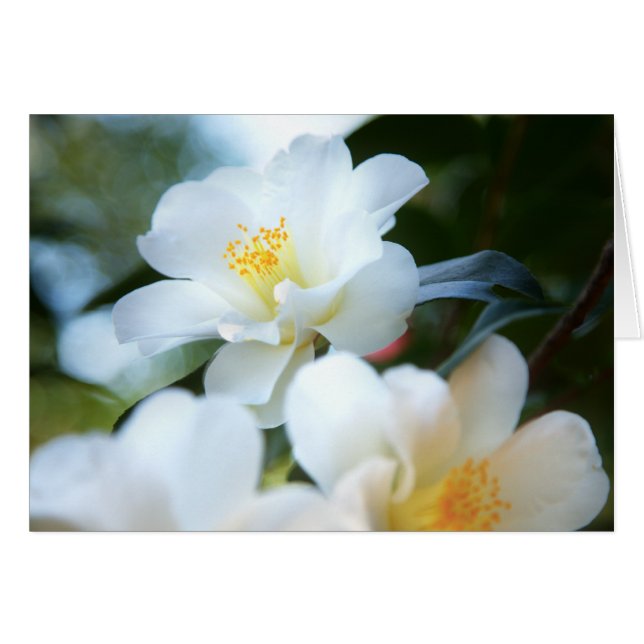 White Camellias Cards (Front Horizontal)