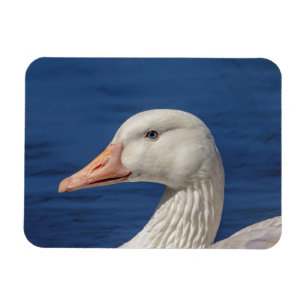 White Canadian Goose Magnet