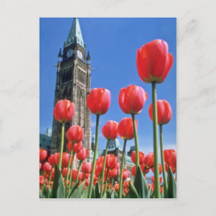 White Canadian Tulip Festival, Peace Tower with tu Postcard