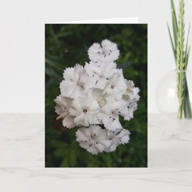 White Carnation Flowers Card (Front)