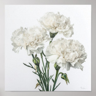 White Carnations Flower Art Print Poster