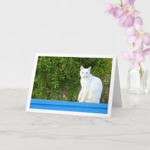 White Cat at Pomegranate Tree Card