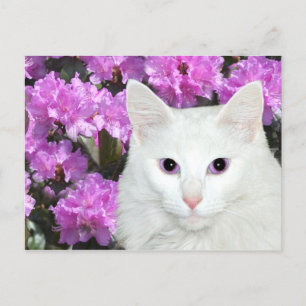 White cat azaleas postcard