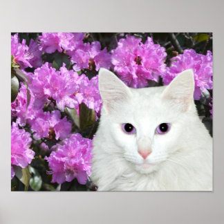White cat azaleas poster