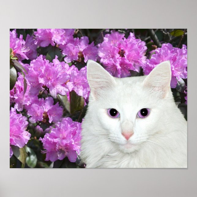 White cat azaleas poster (Front)