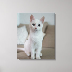 white cat canvas print