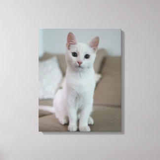 white cat canvas print