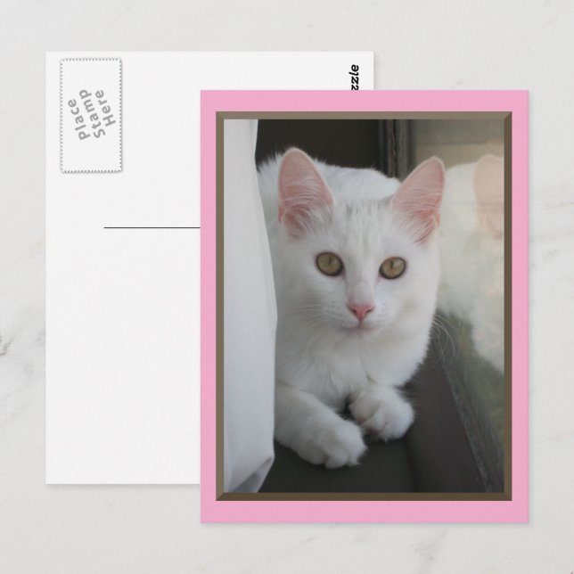 White Cat Chillin' Postcard (Front/Back)