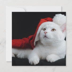 White Cat Christmas Card