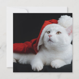 White Cat Christmas Card