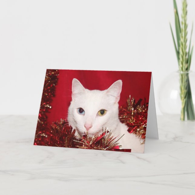 White cat Christmas Holiday Card (Front)