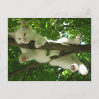 White Cat In Tree