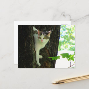  White Cat in Tree  Postcard