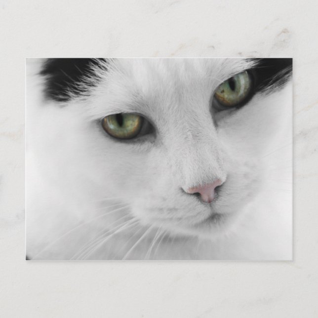 White Cat Postcard (Front)