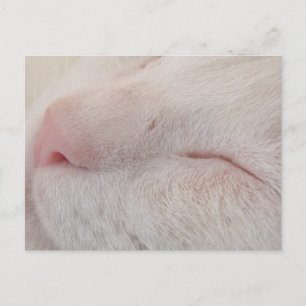 White Cat Postcard