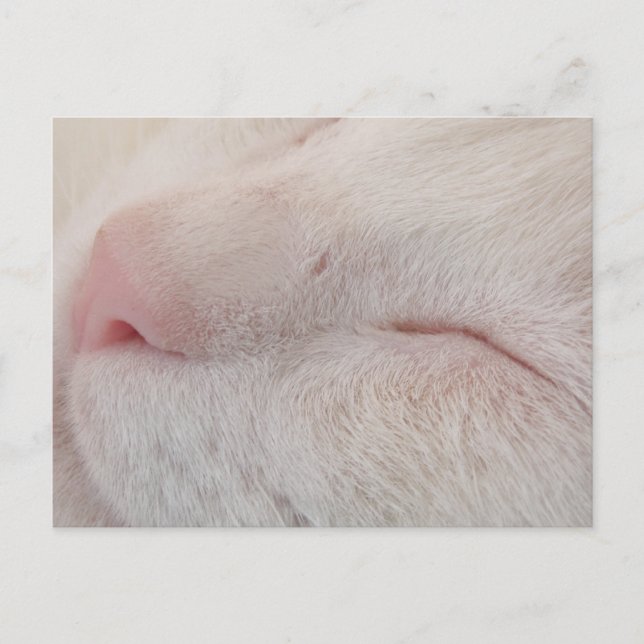 White Cat Postcard (Front)