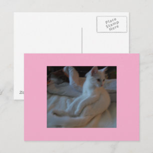 White Cat Postcard