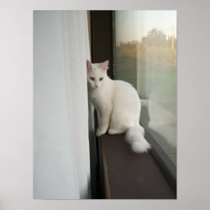 White Cat Poster