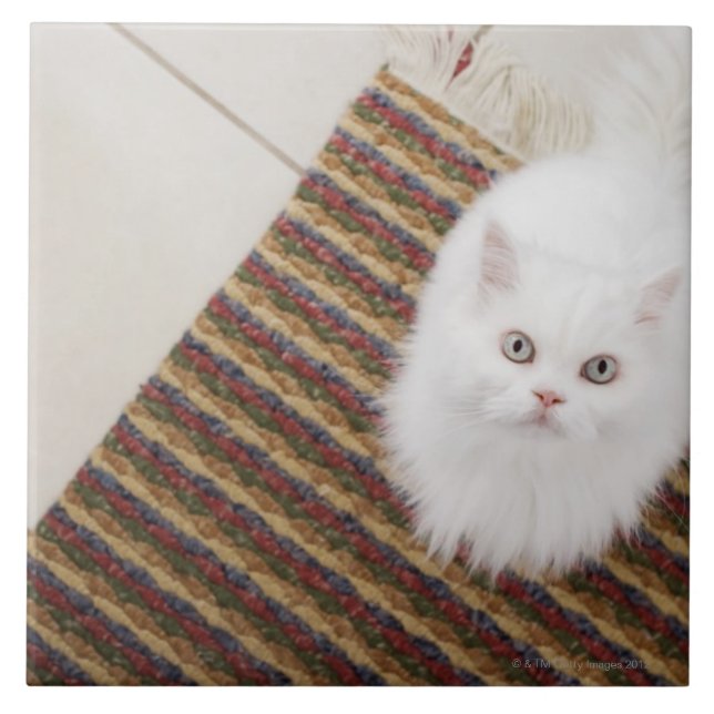White cat sitting on mat tile (Front)