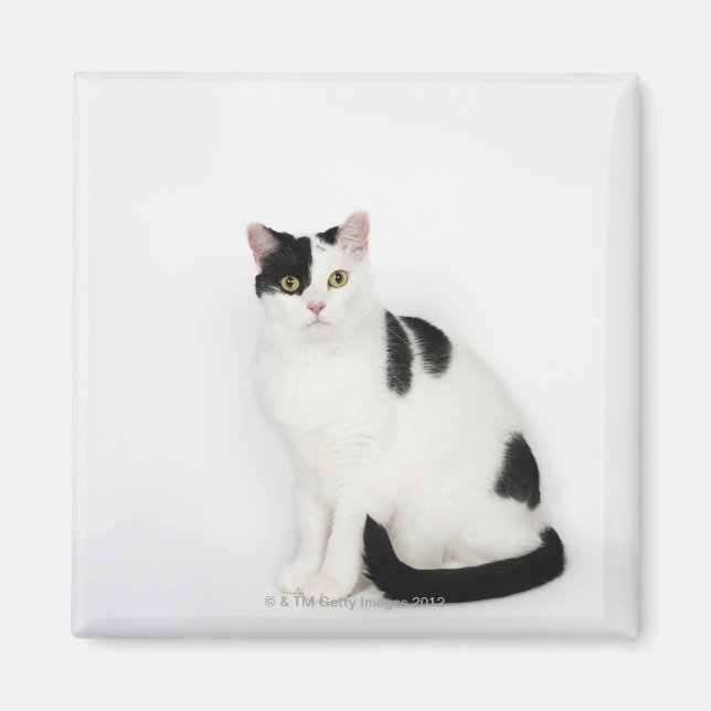 White cat with black spots magnet (Front)