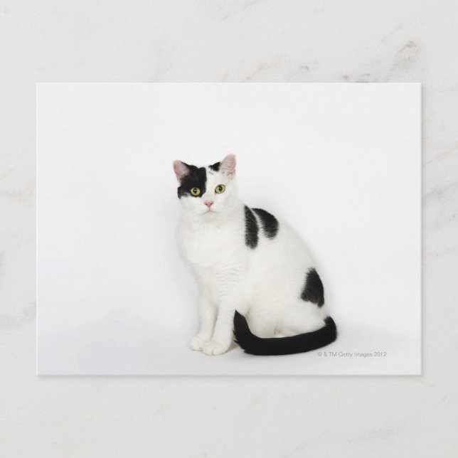 White cat with black spots postcard (Front)