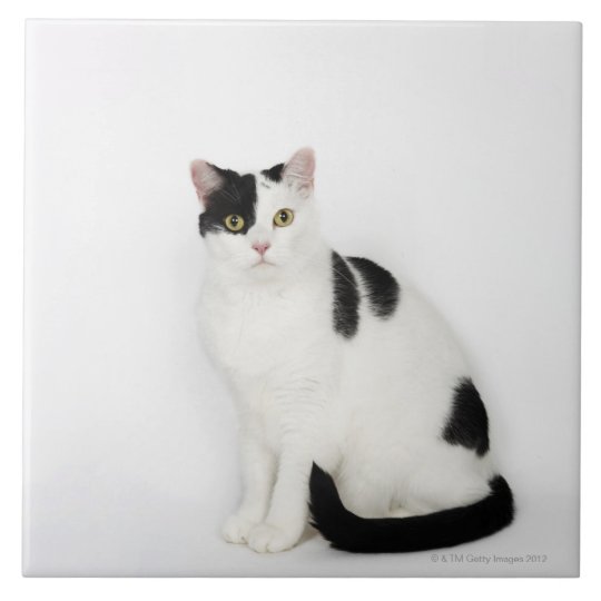 White Cat With Black Spots Tile Zazzle Co Uk