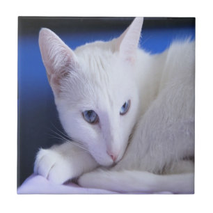White Cat With Blue Eyes Tile