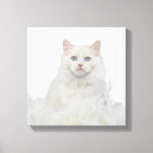 White Cat with Feathers Canvas Print