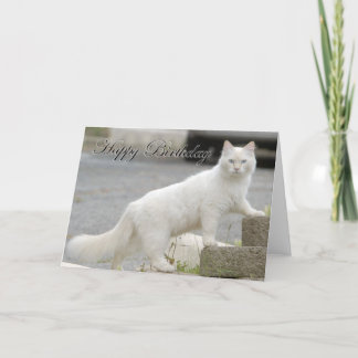 White cat with Happy Birthday Card