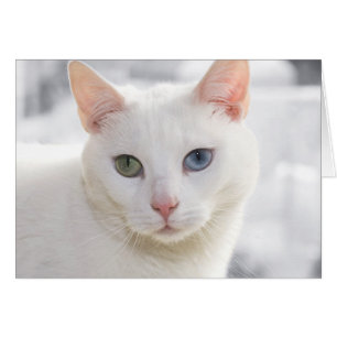 white cat with odd eyes