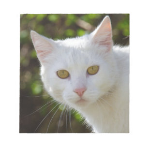 White Cat With Yellow Eyes Notepad