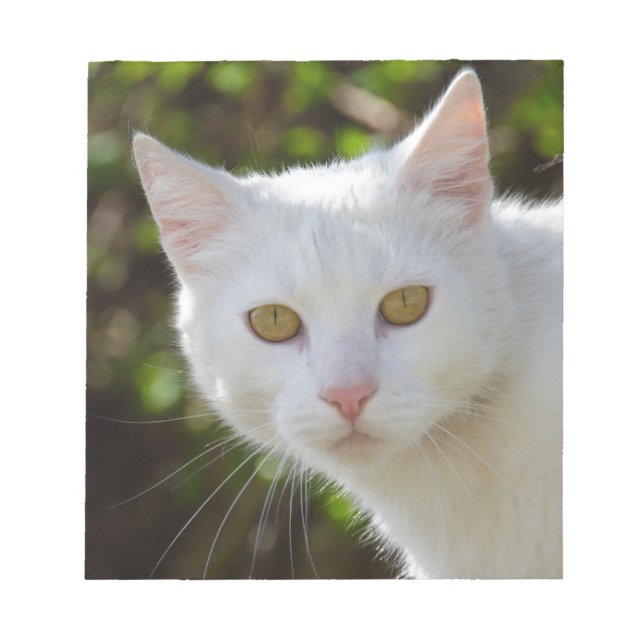 White Cat With Yellow Eyes Notepad (Front)