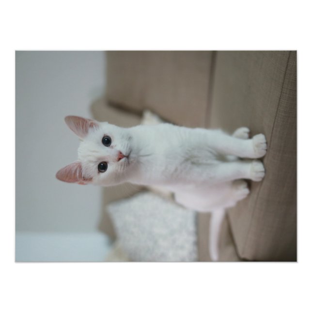 White cat | Zazzle_Growshop. Photo Print (Front)