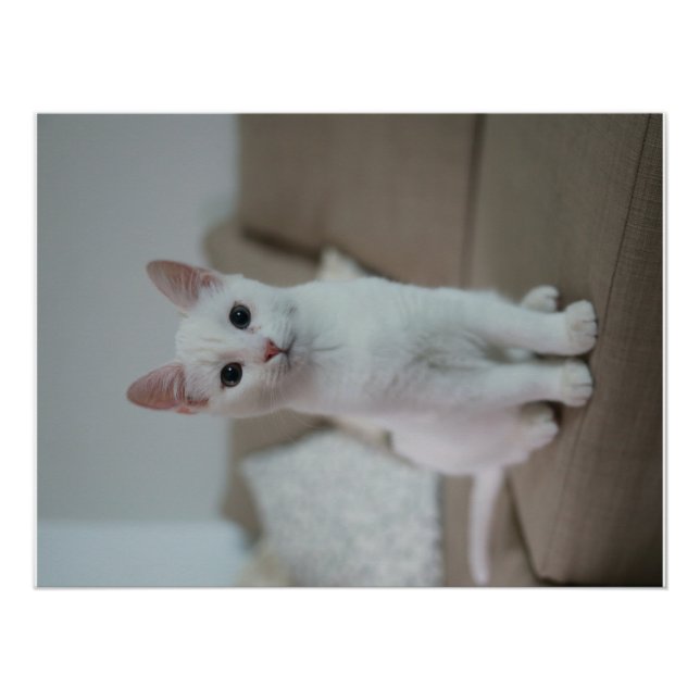 White cat | Zazzle_Growshop. Poster (Front)