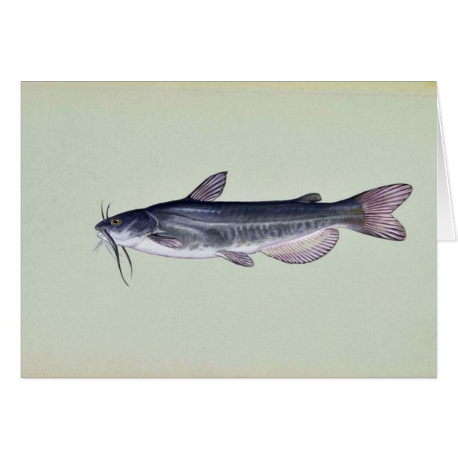 White catfish (Front Horizontal)