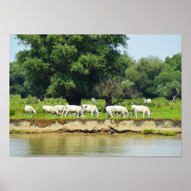 White cattle and river Danube Poster (Front)