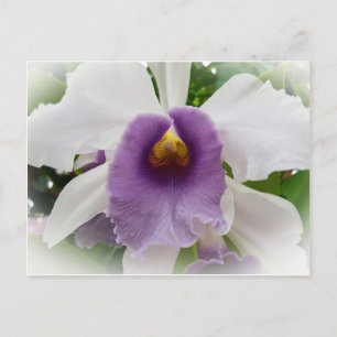 White Cattleya Orchid Flower Postcard