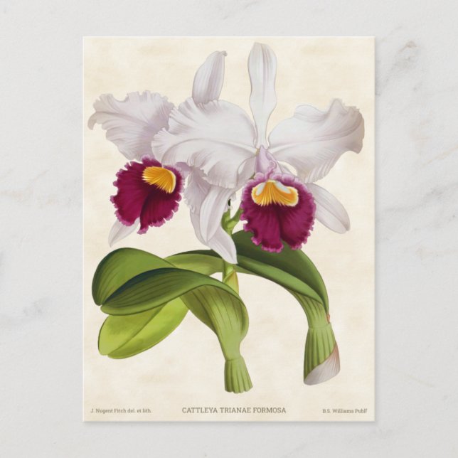 White Cattleya Orchid Vintage Botanical Postcard (Front)