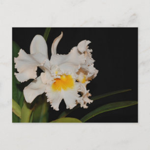 White Cattleya tropical wild orchid flower Postcard