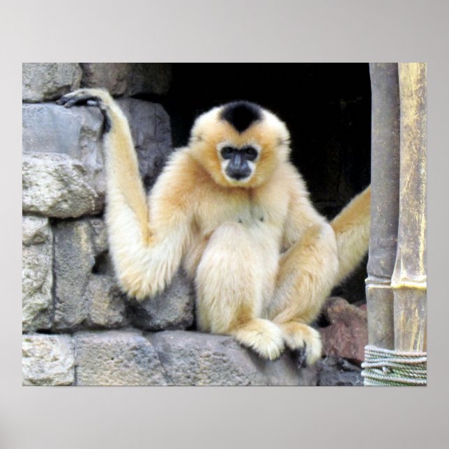 White Cheeked Gibbon (2264) Poster (Front)