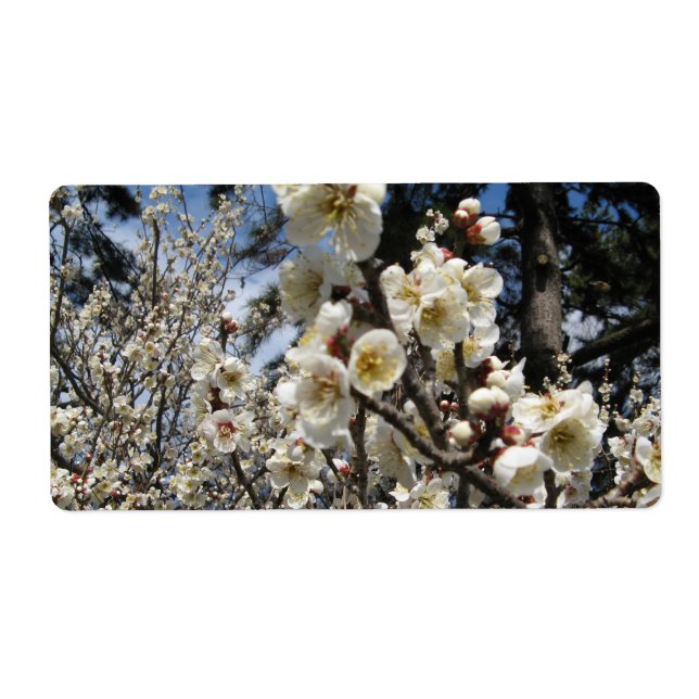 White Cherry Blossom / Sakura / サクラ（桜） (Front)