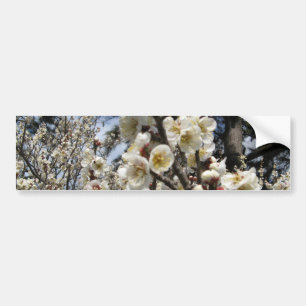 White Cherry Blossom / Sakura / サクラ(桜) Bumper Sticker