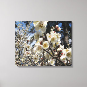 White Cherry Blossom / Sakura / サクラ(桜) Canvas Print