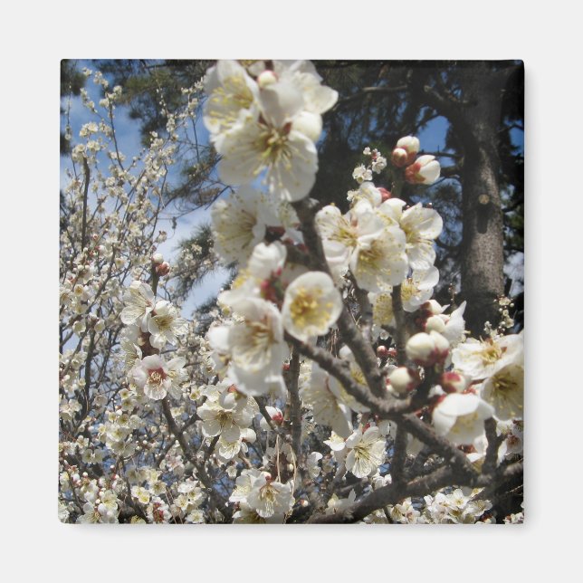 White Cherry Blossom / Sakura / サクラ（桜） Magnet (Front)