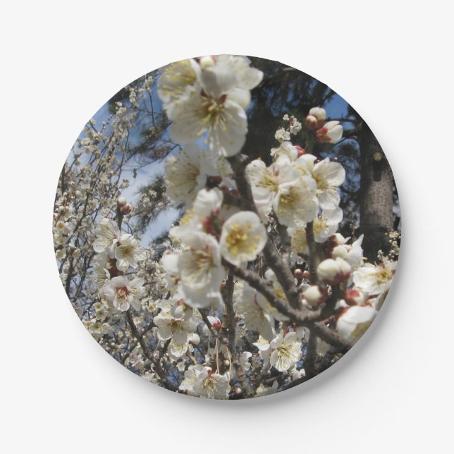 White Cherry Blossom / Sakura / サクラ（桜） Paper Plate (Front)